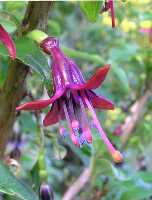 Fuchsia excorticata