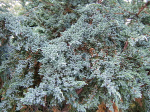 Flaky Juniper