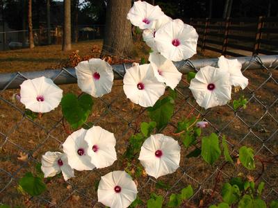 Ipomoea pandurata