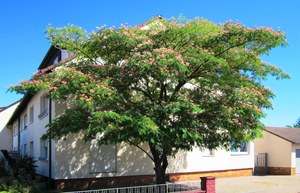 Persian Silk Tree