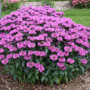 Upscale® 'Lavender Taffeta' Bee Balm