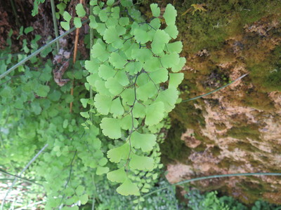 Adiantum capillus-veneris