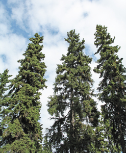 Picea glauca