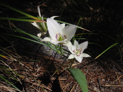 Calochortus elegans