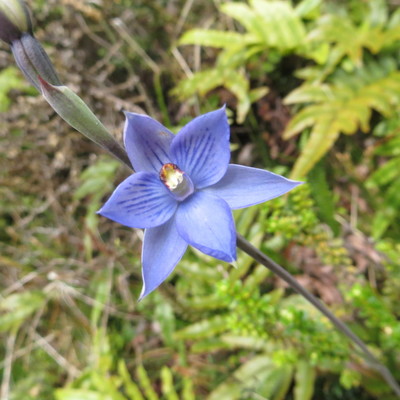 Thelymitra pulchella