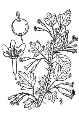 Ribes oxyacanthoides