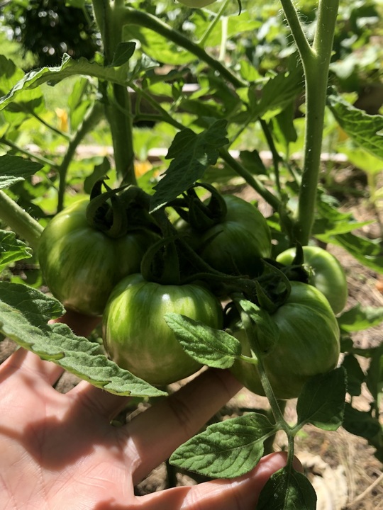 Raised bed garden updates. There will be a harvest! 
So far from 6 cucumber plants we've been harvesting 1-2 cucumbers per day over the past 2 weeks with more coming so long as blight doesn't hit!
Tomatoes and ground cherries have another few weeks and beans are pumping.
Squash has another month at least, with at least (I hope) one squash on each plant. 