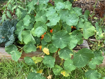 Bright green nasturtium plant