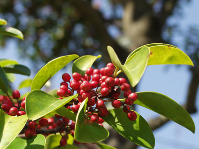 Ilex rotunda