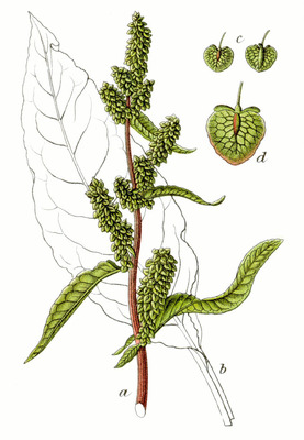 Rumex patientia