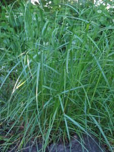 Perennial Ryegrass