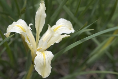 Iris macrosiphon