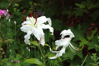 Lilium speciosum