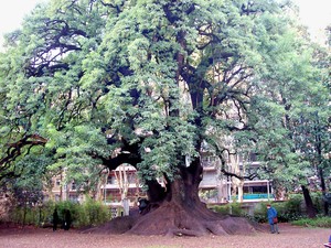 Phytolacca dioica
