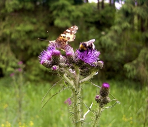 Marsh Thistle