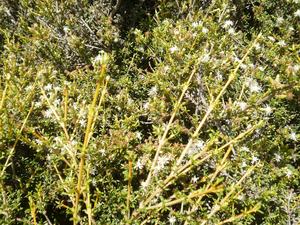 Olearia solandri