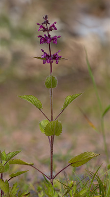 Stachys sylvatica