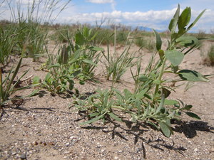 Narrow Leaved Goosefoot