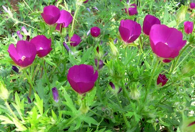 Callirhoe involucrata