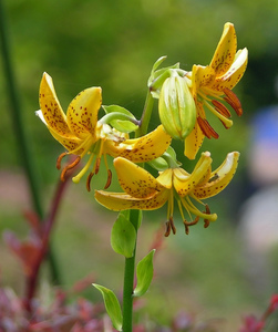 Lilium hansonii