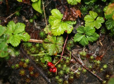 Rubus pedatus