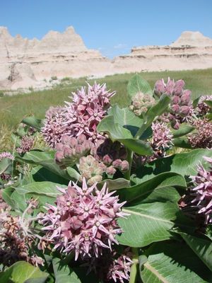 Asclepias speciosa