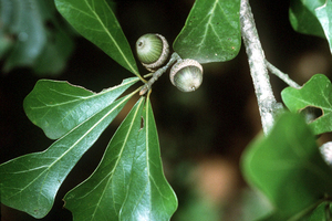 Water Oak