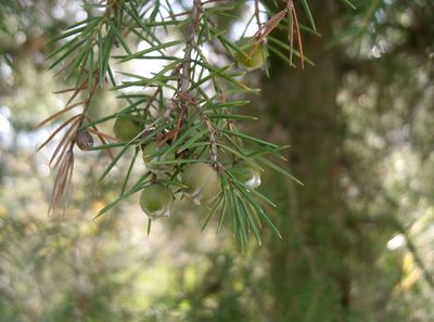 Juniperus rigida