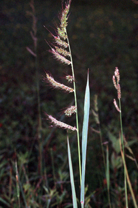 Barnyard Millet