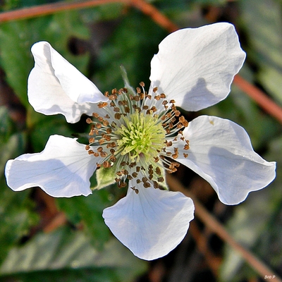 Rubus trivialis