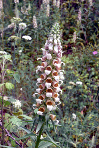 Grecian Foxglove