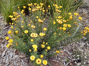 Sticky Everlasting