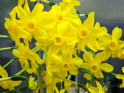 Narcissus jonquilla