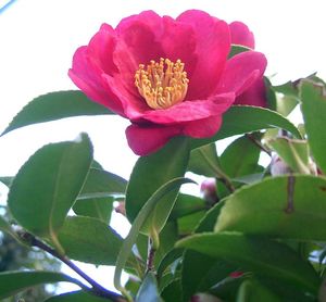 Camellia