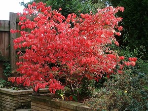 Winged Spindle Tree