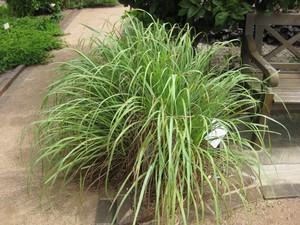 Lemon Grass