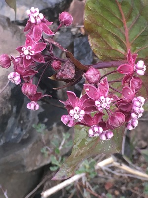 Cordifolia near Reno Nevada