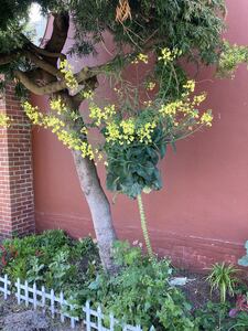 Have you ever seen such a kale?  It's a kale/collard cross that has been
grown in San Francisco for several generations (of kale, not humans.)
The seeds for this tree were originally given to me by one Kevin Bayuk,
currently of LIFT Economy (https://www.lifteconomy.com/) who called them
"perennial brassica crosses" and they live up to the name.  This tree was
planted about two-and-a-half years ago.  There are some others around the
corner but they have a bushy habit.  This one is clearly expressing some
Walking Stick kale genes or something, eh?

I'm pretty sure Park Merced will come in and remove all of this once we
leave.  The landscapers themselves are cool, but mgmt wants the place to
look like LEGO land.  It's a race against time for those seed pods to
ripen before they tree gets the ax.

Anyway, life goes on.  I've given away seeds from previous generations
and there are lots of little plants here and there.  If you look closely
at the lower left corner you can just see the edges of the leaves of
another one, it has purple stems!  Same seeds.

A lot of other stuff going on in this photo.  From left to right on the
ground there is a bunch of safflower that are just there from bird seed I
tossed out.  Ground cover and mulch, yeah?  They are doing really well.

(The little bush with the red leaves is Park Merced's, I don't know what
it is but it's tough.)

Then there are a few Sweet Lorane fava beans, fourth generation here.
They have adapted well.  Bugs eat the leaves but they don't care, they
just outgrow all damage.

Then there's that tree (the tree-tree not the kale-tree), you can see it
has been maintained with great expertise, by a doctor.  Dr. Seuss.

At the base of the tree we have a wild pile of all kinds of things, a few
I planted but mostly wild stuff I collected from nearby.

You can see the fuzzy tufted heads of the bunny tail grass (Lagurus
ovatus), that's the second year it's grown from that spot.  Perennial,
eh?  The little purple flowers are (I'm pretty sure) Little-Robin
(Geranium purpureum).  You can see another brassica cross in there, as
well as some random wild plants with oval leaves.  There's a carrot in
there bolting, I think it's Pusa Asita ("Tropical Black") but we'll see.
Same thing as the kale: race against time to ripen the seeds before the
landscapers make it "nice" again.

Last but not least, there's a nice big dandelion, because I like
dandelions.

On the right there's a Monkey Grass (Liriope) I found in the dumpster.
It would be happier if I buried it deeper but at least it's not in the
dumpster.

The strawberries on the ground are beach strawberry (Fragaria chiloensis)
from around Lake Merced.  They send runners out aggressively and make a
thick ground cover.  They flower but rarely make berries.  If the
landscapers don't remove it completely it will eventually cover the whole
area.

Whew!  So that's what's happening in that picture.  This is about half of
all the space I have (had) at our old place, and technically I wasn't
supposed to use it at all.  I've been pent up people, is what I'm saying.


That bit of grass in the back against the wall:
panic veldtgrass (Ehrharta erecta).  "Native to Southern Africa and
Yemen" it's a beast here.  It continuously goes to seed, the seeds are
tiny and numerous, it spreads also by runners, etc.  I thought it was
indestructible until I saw what chickens do to it.  I'll post a picture
later of a plant that grew on our concrete stair case!  It started with a
bit of schmutz and just didn't die and now it's the size of a basketball.
It's literally growing on concrete.



