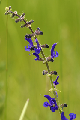 Salvia pratensis