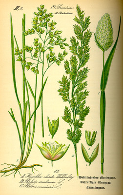 Phalaris canariensis