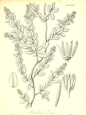 Berchemia lineata