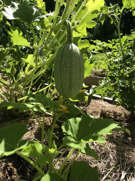 Raised bed garden updates. There will be a harvest! 
So far from 6 cucumber plants we've been harvesting 1-2 cucumbers per day over the past 2 weeks with more coming so long as blight doesn't hit!
Tomatoes and ground cherries have another few weeks and beans are pumping.
Squash has another month at least, with at least (I hope) one squash on each plant. 