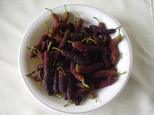 Himalayan Mulberry