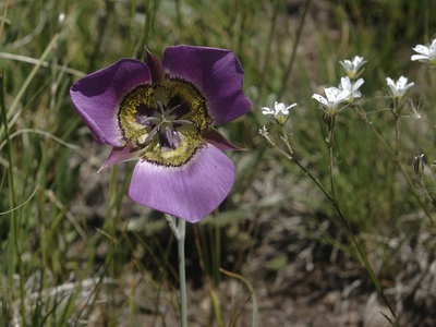 Calochortus gunnisonii