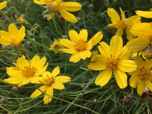 Greenthread (Hopi Tea) - Thelesperma filifolium