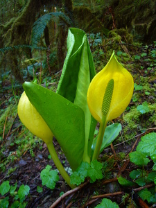 Yellow Skunk Cabbage