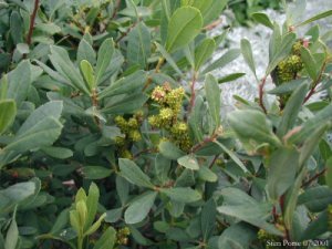 Myrica gale