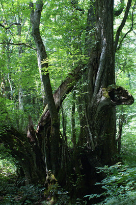 Cercidiphyllum japonicum