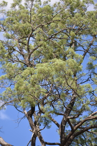 White Cypress-Pine