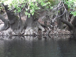 Ogeechee Lime